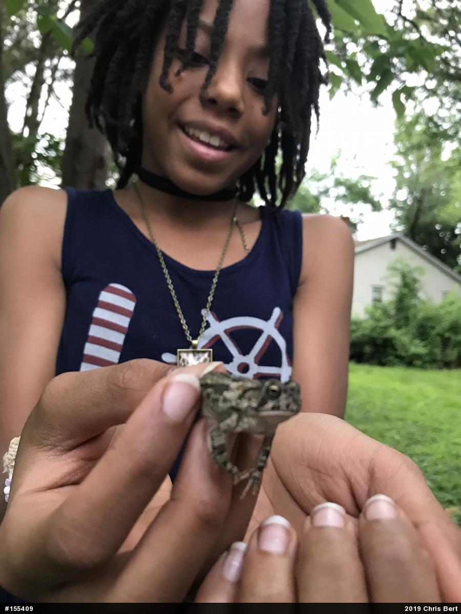 Fowler's Toad