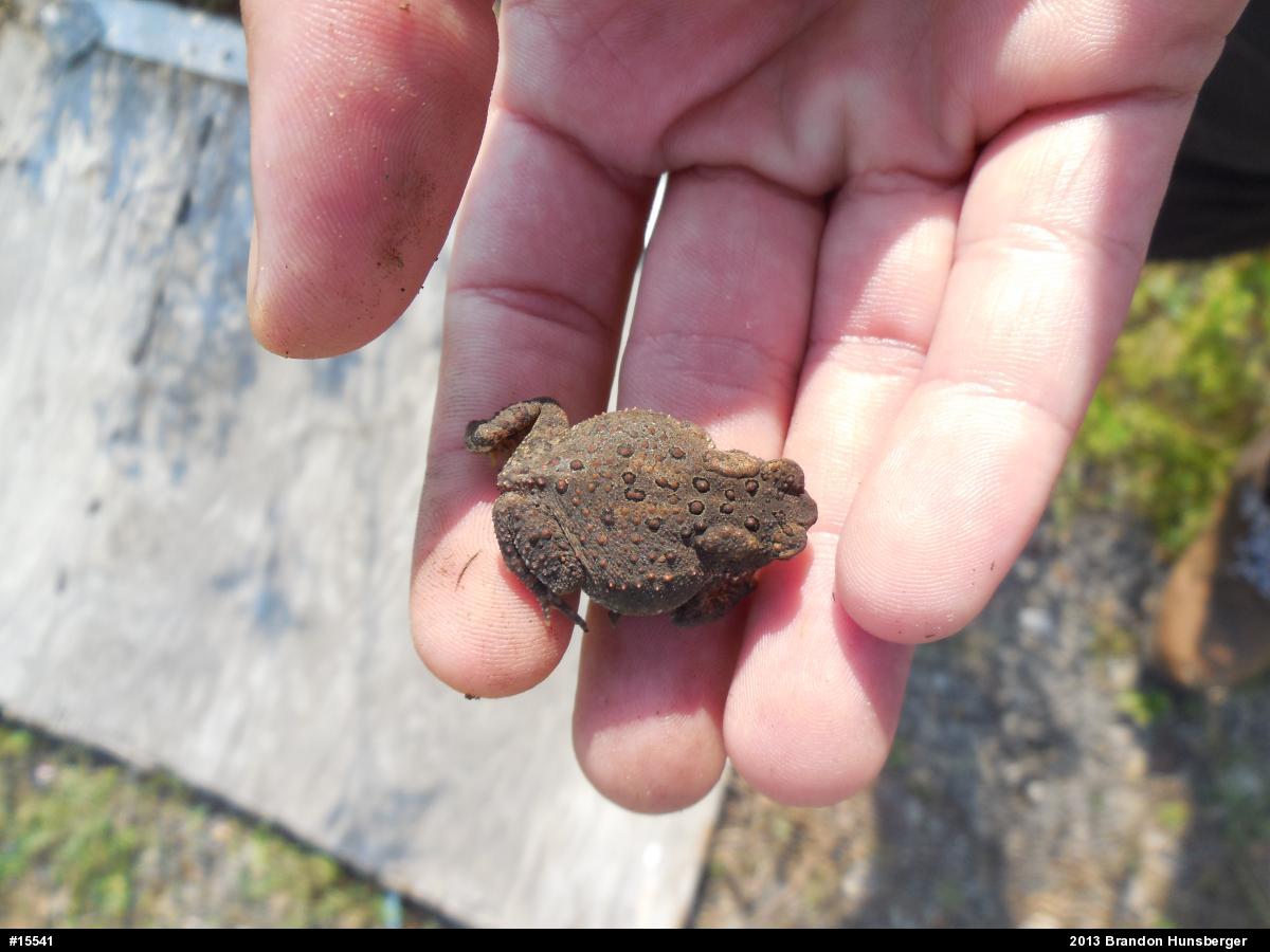 Eastern American Toad