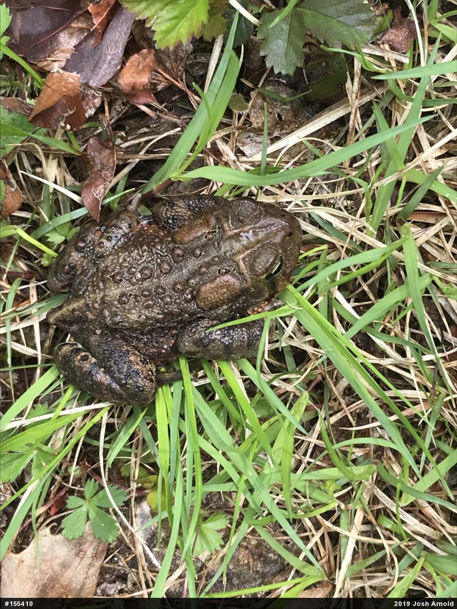 Eastern American Toad