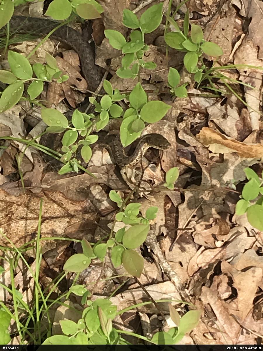 Eastern Gartersnake