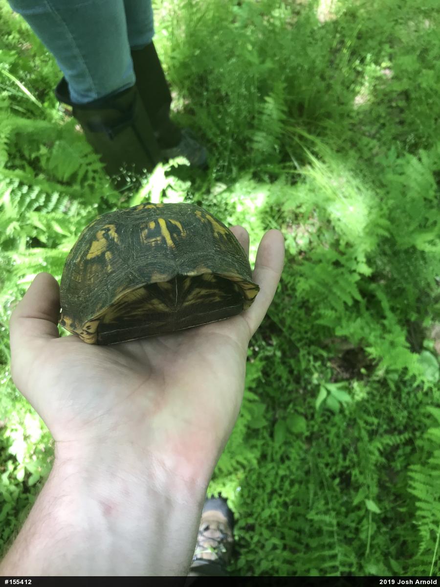 Eastern Box Turtle