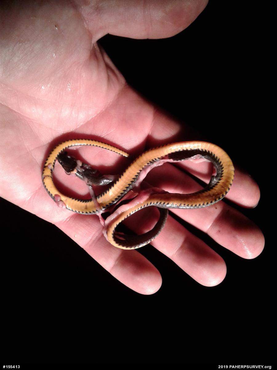 Northern Ring-necked Snake