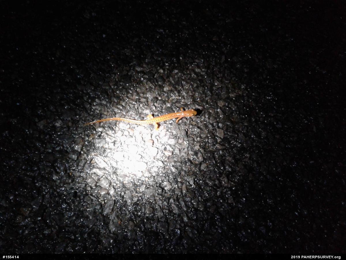 Eastern Long-tailed Salamander