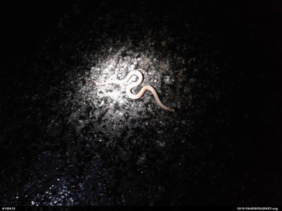 Dekay's Brownsnake