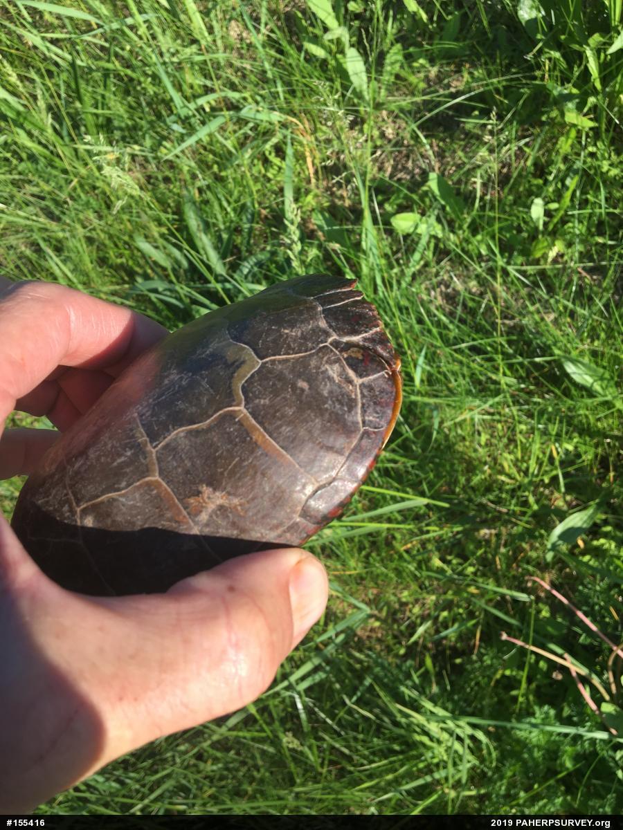 Eastern Painted Turtle