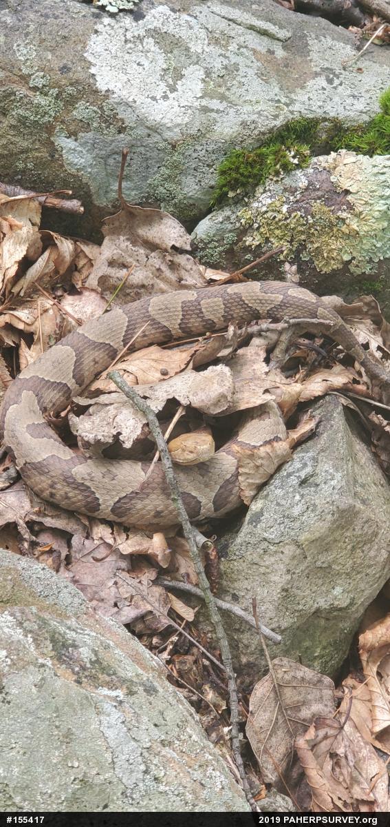 Northern Copperhead