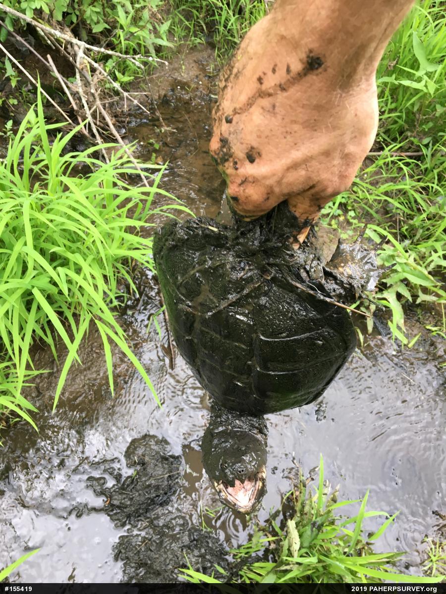 Snapping Turtle