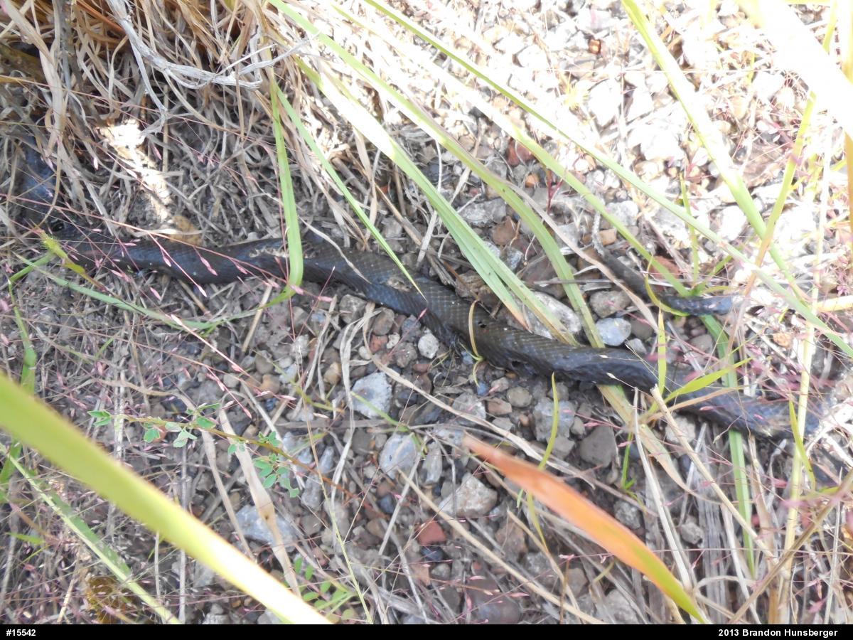 Northern Black Racer