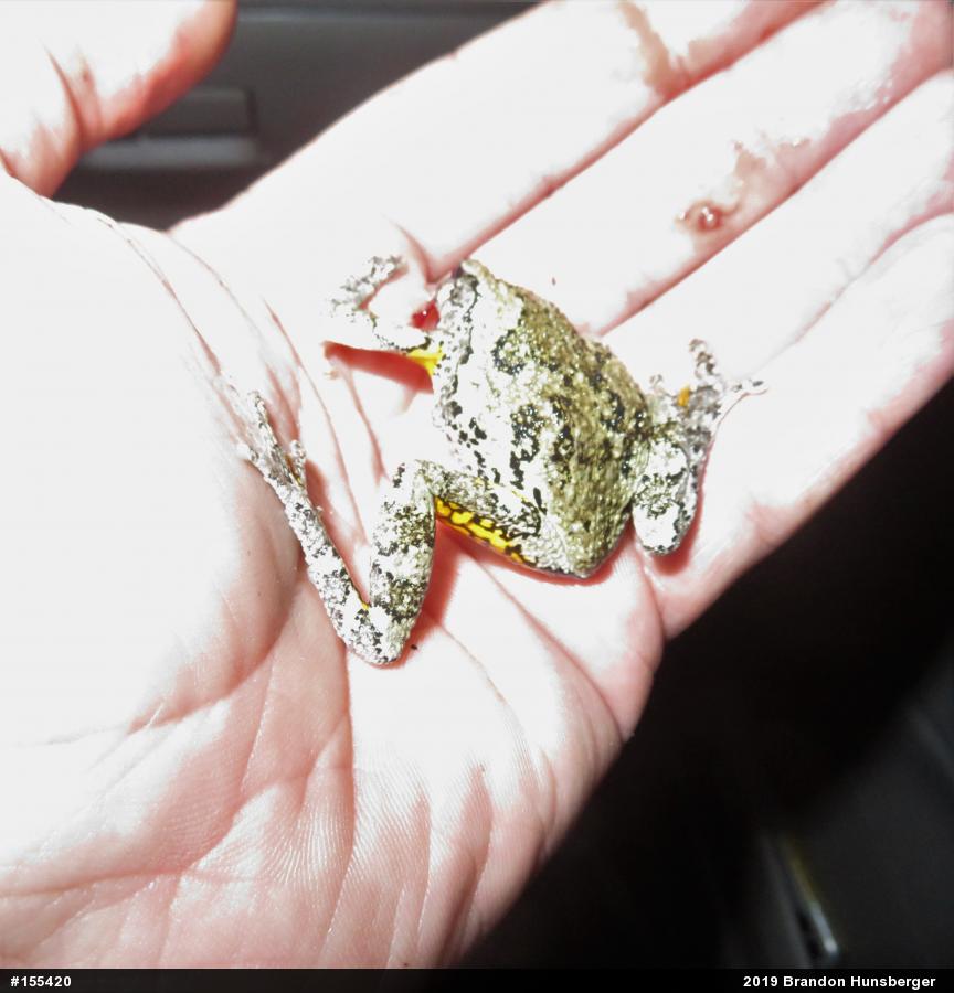 Unknown Gray Treefrog
