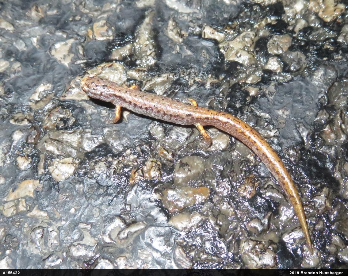 Four-toed Salamander