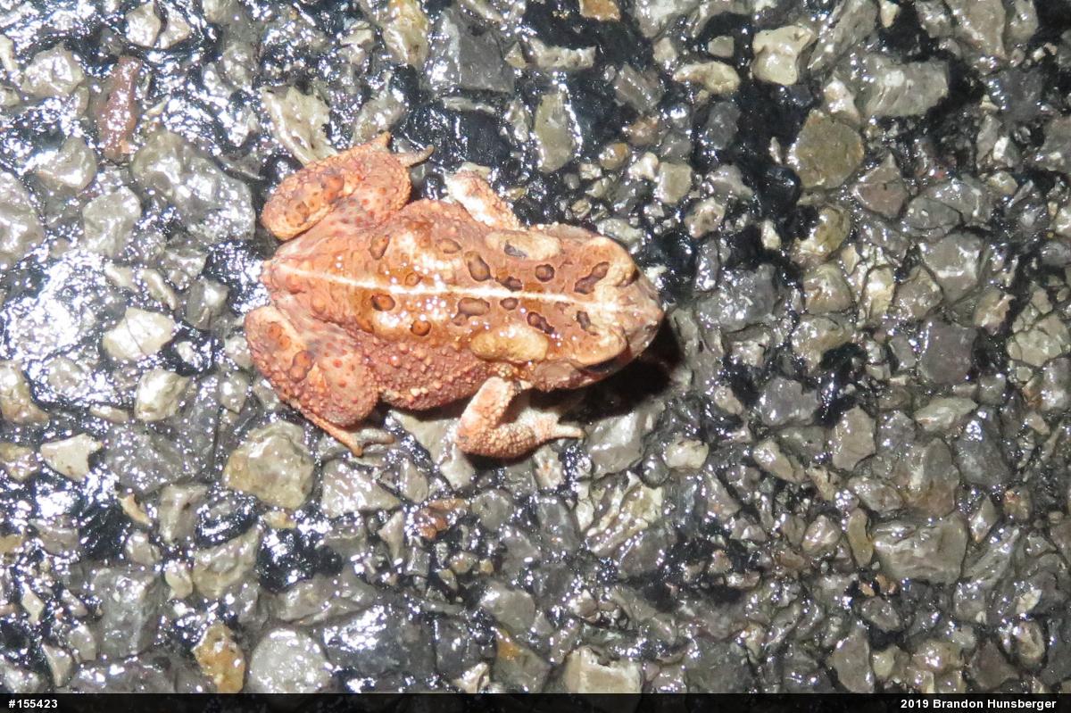 Eastern American Toad