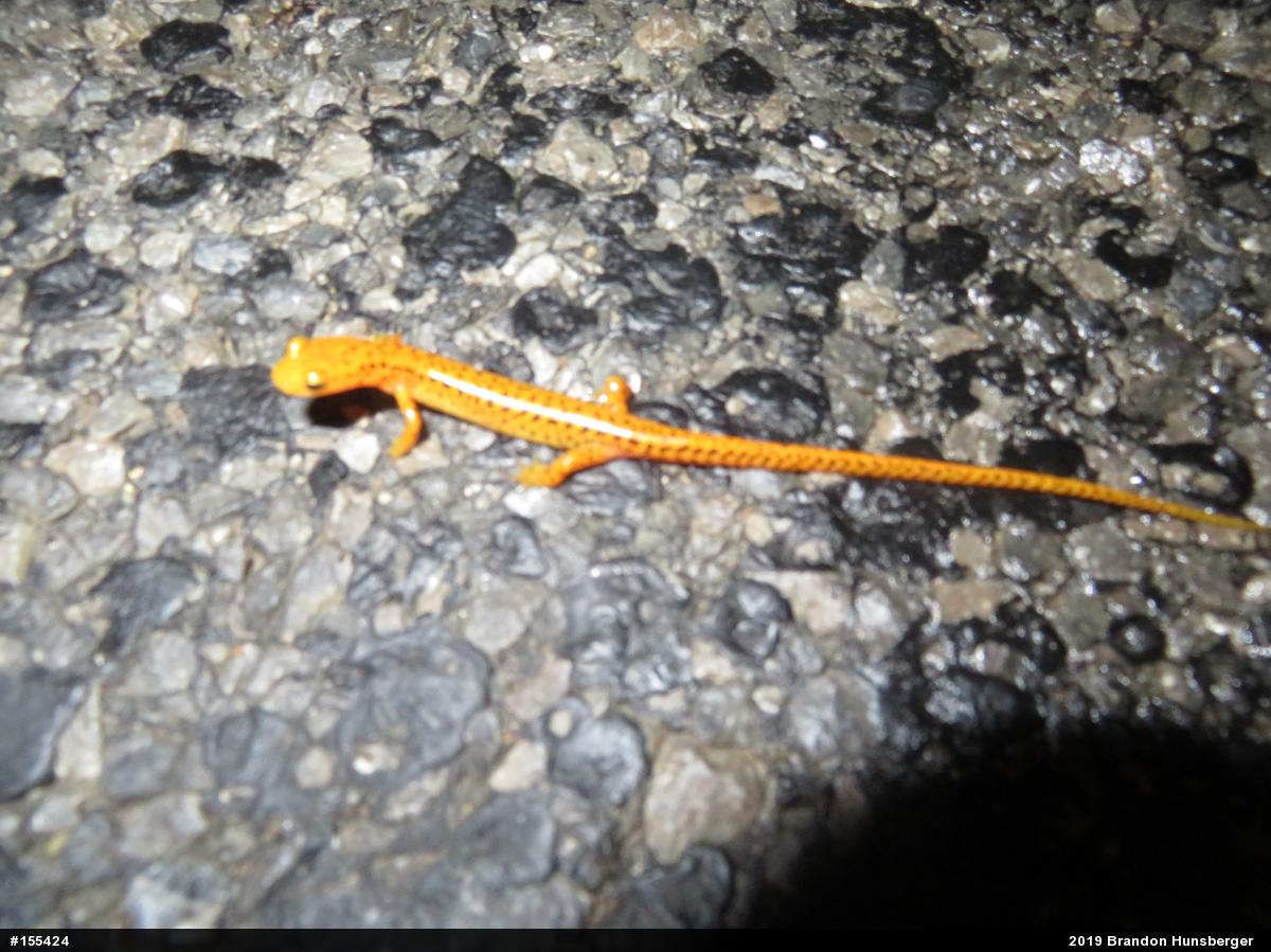 Eastern Long-tailed Salamander
