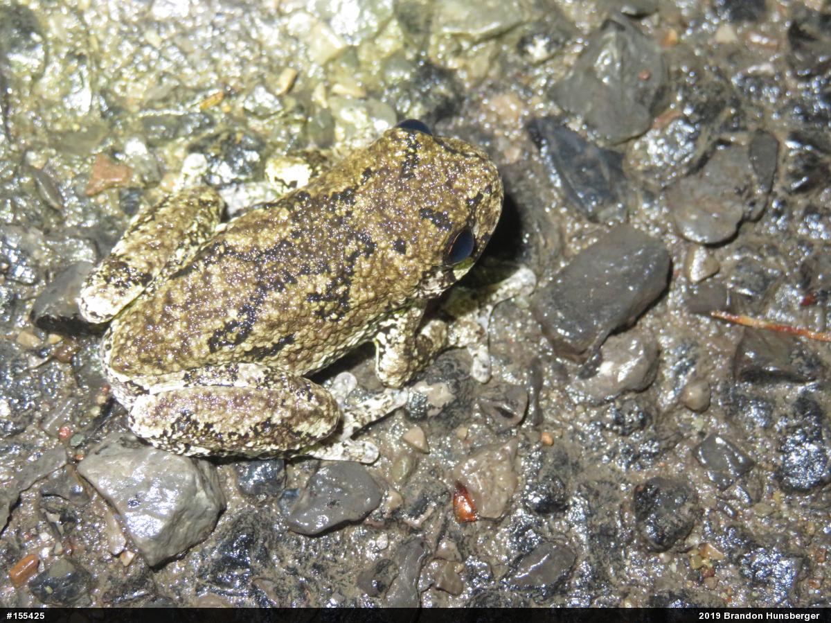 Unknown Gray Treefrog