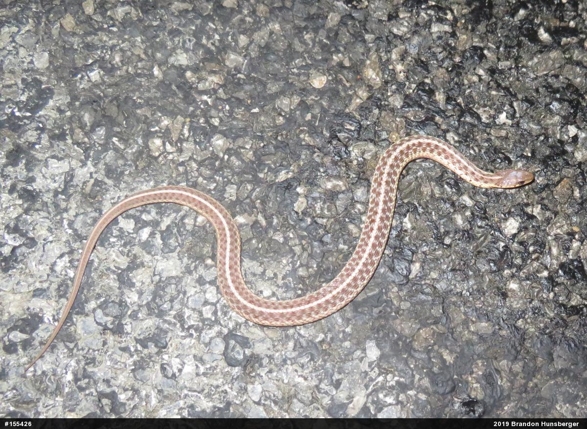 Eastern Gartersnake