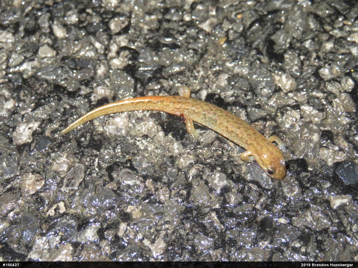Northern Dusky Salamander