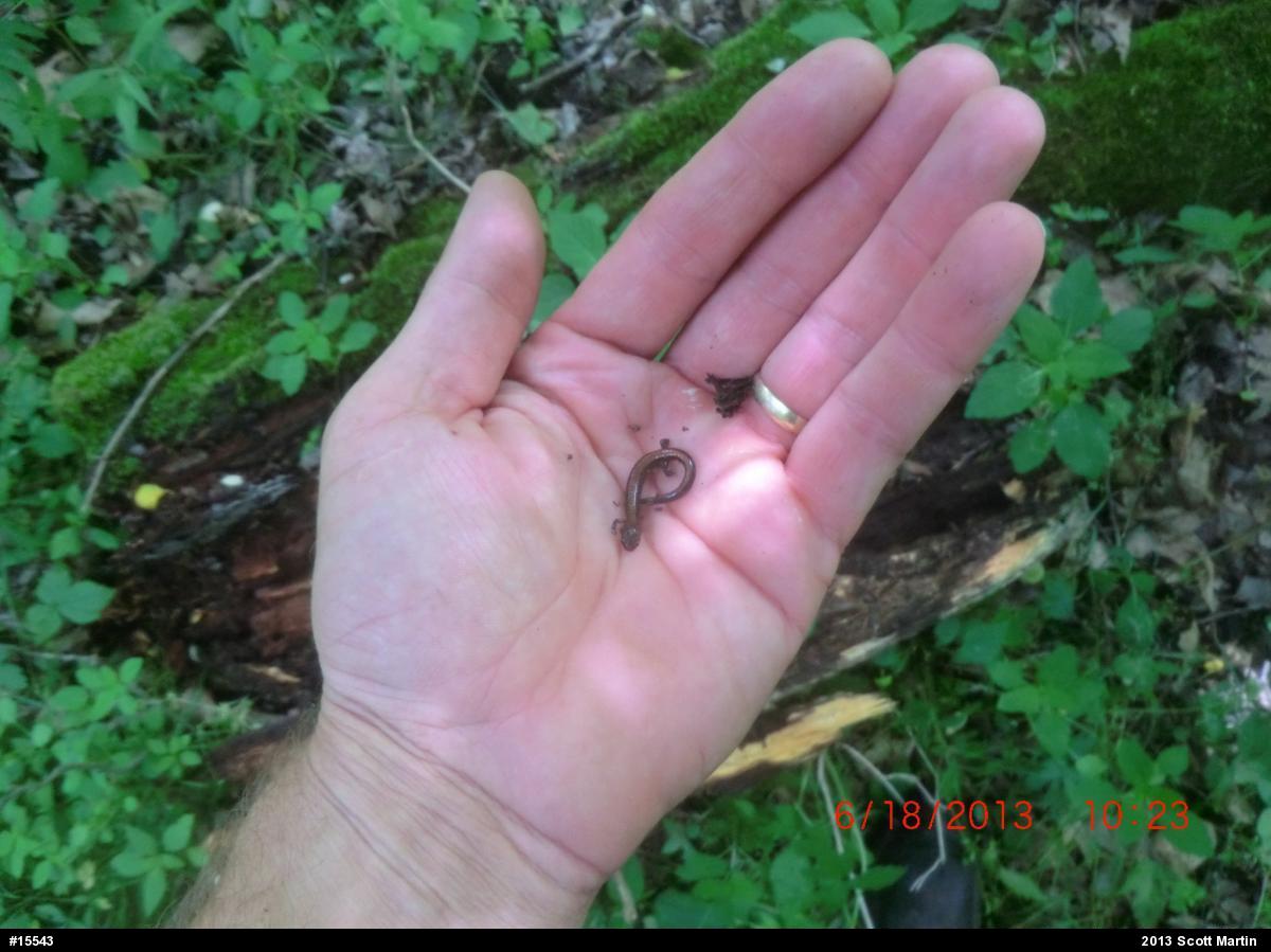 Eastern Red-backed  Salamander