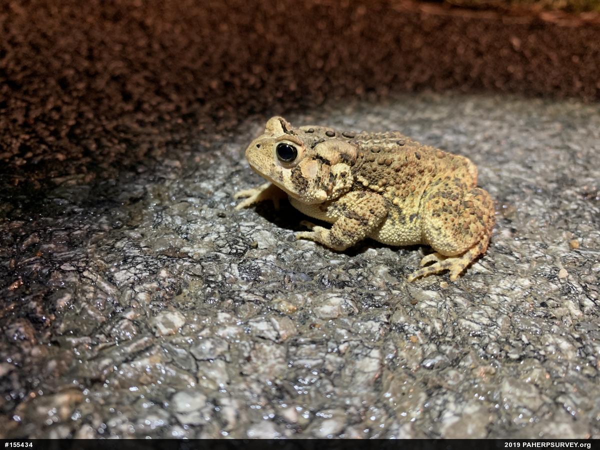 Eastern American Toad