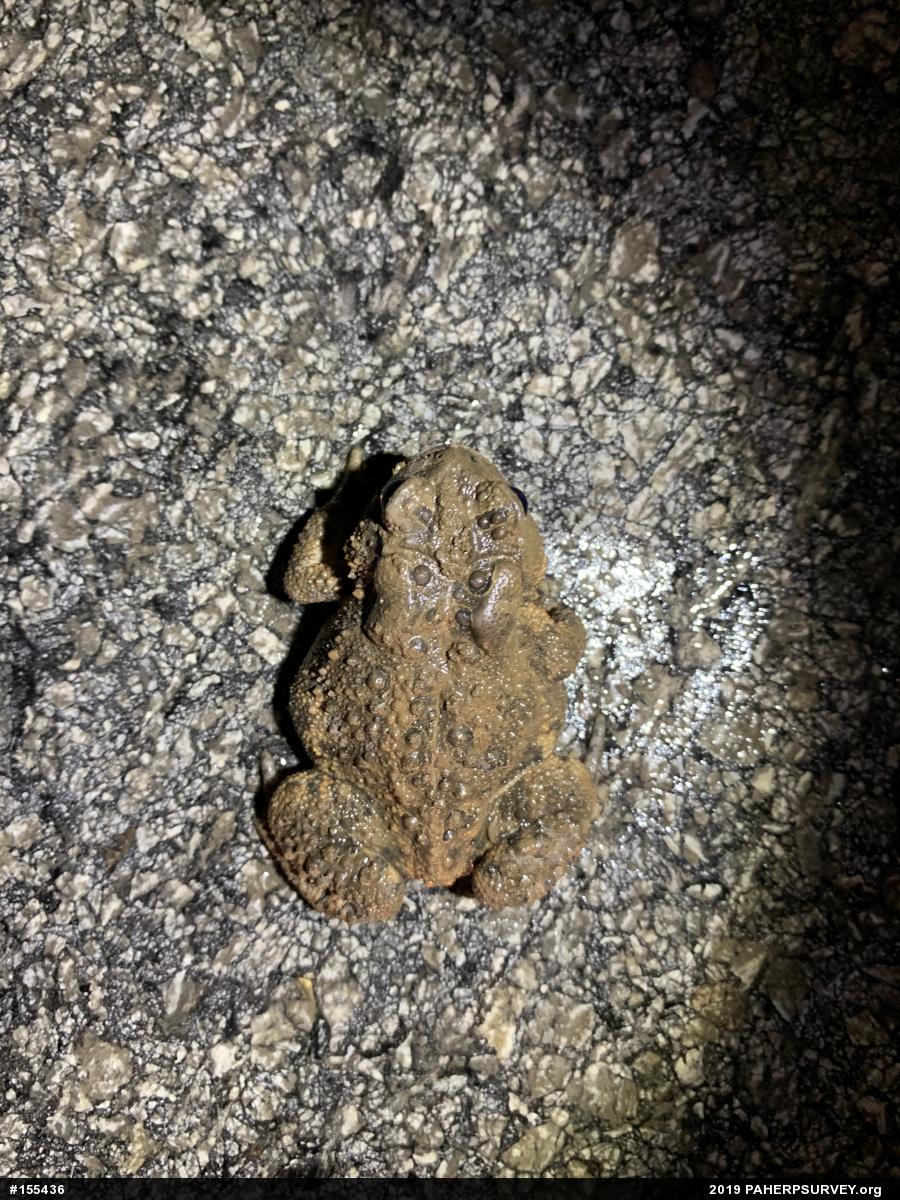 Eastern American Toad