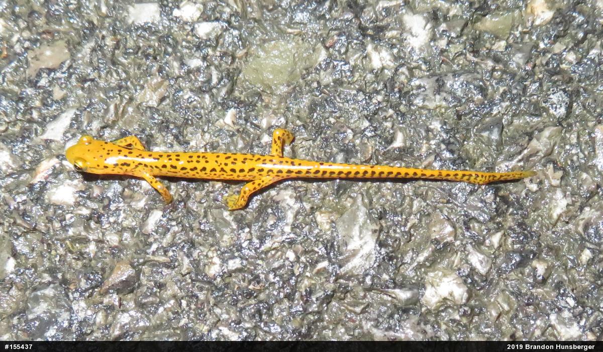 Eastern Long-tailed Salamander