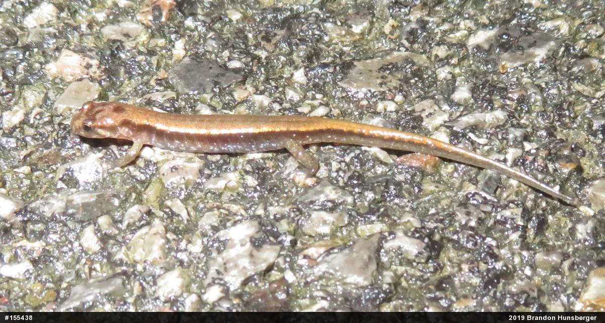 Allegheny Mountain Dusky Salamander