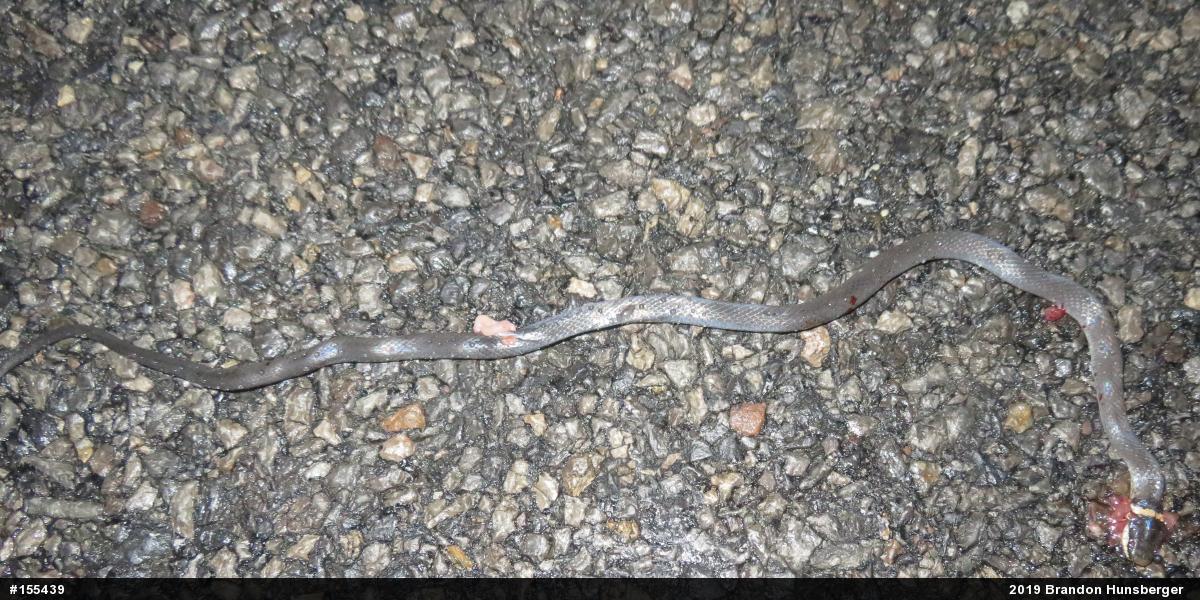 Northern Ring-necked Snake