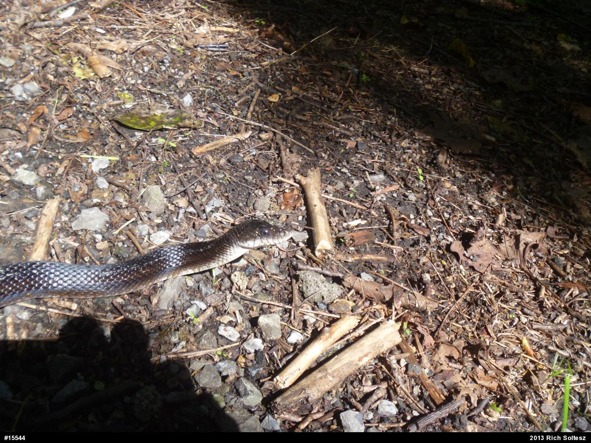 Eastern Ratsnake