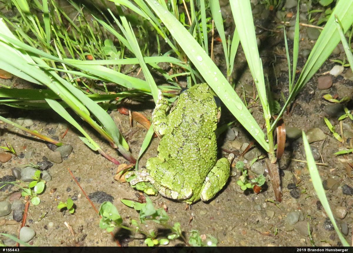 Unknown Gray Treefrog