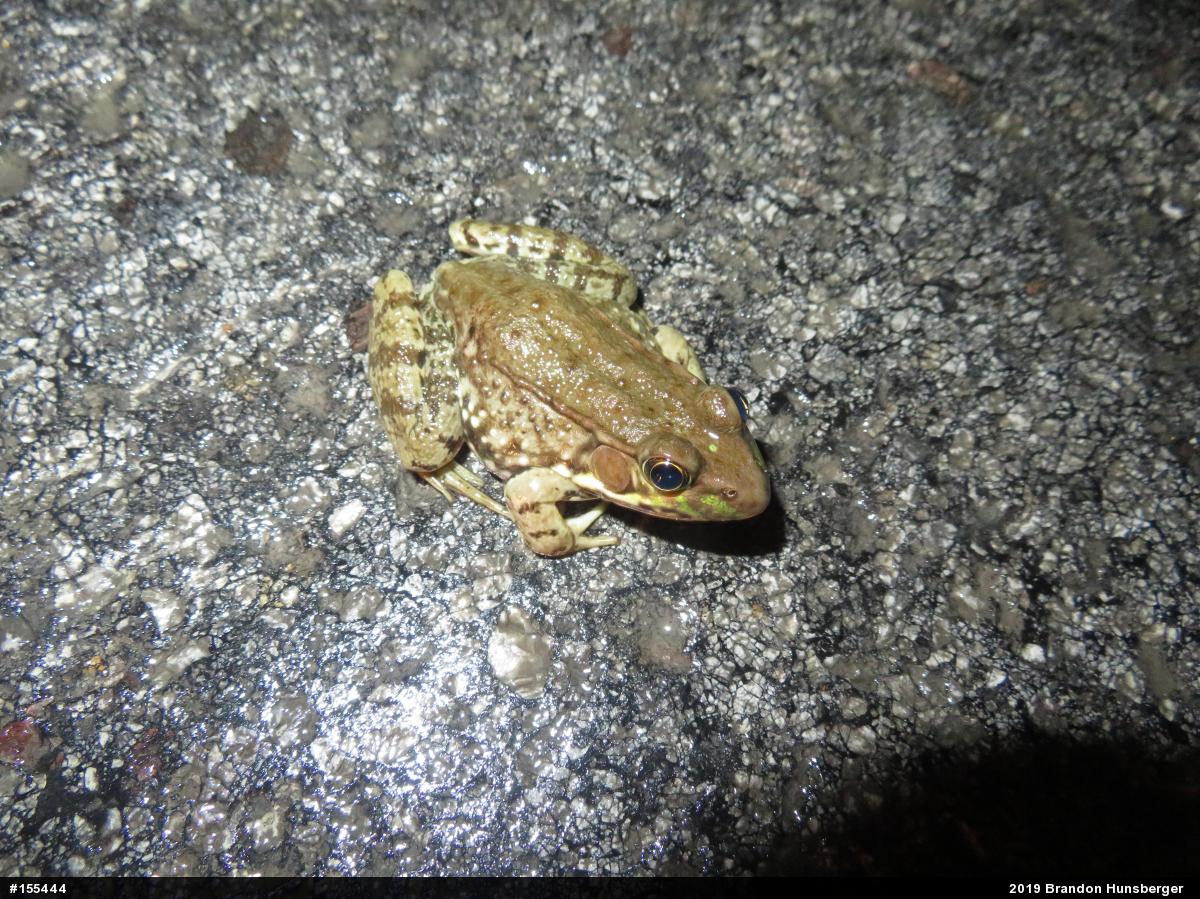 Green Frog