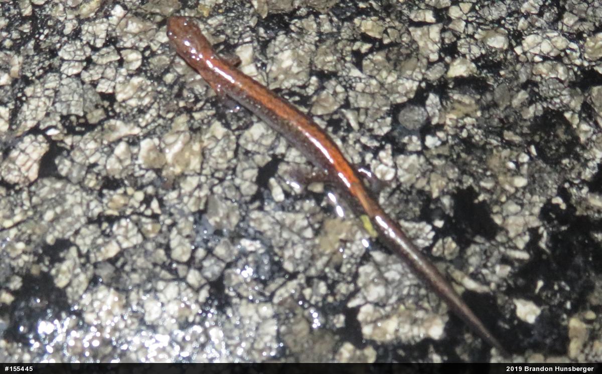 Eastern Red-backed  Salamander