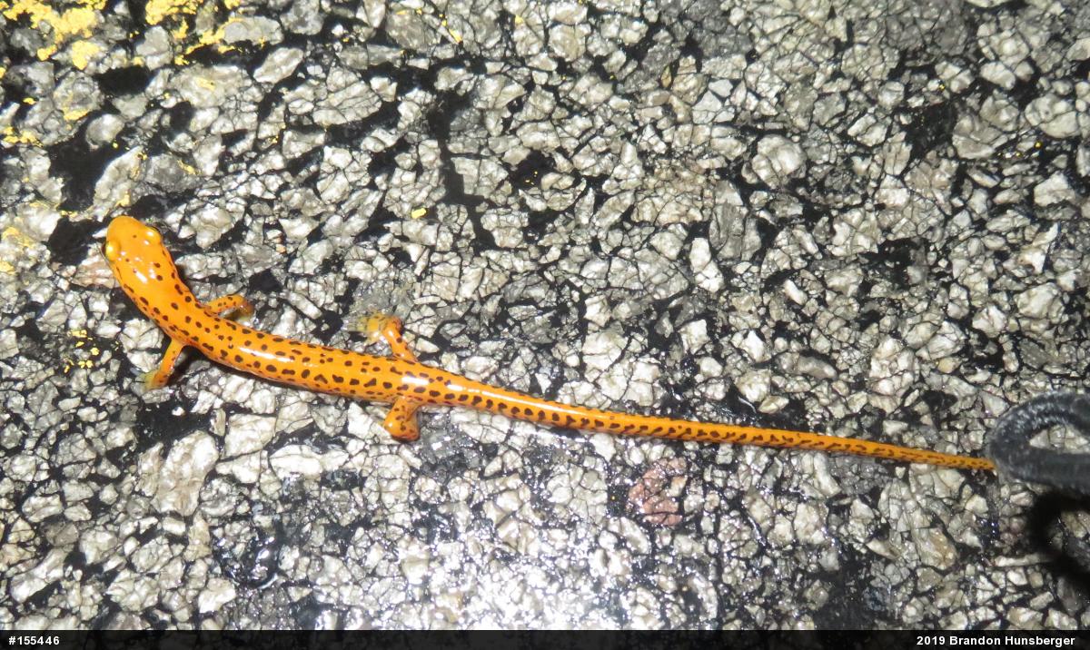 Eastern Long-tailed Salamander