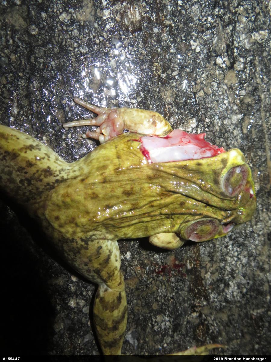 Green Frog