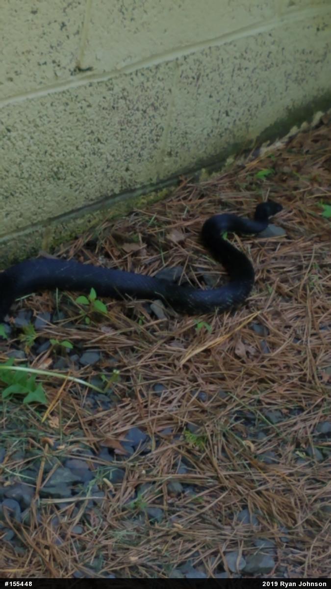 Eastern Ratsnake