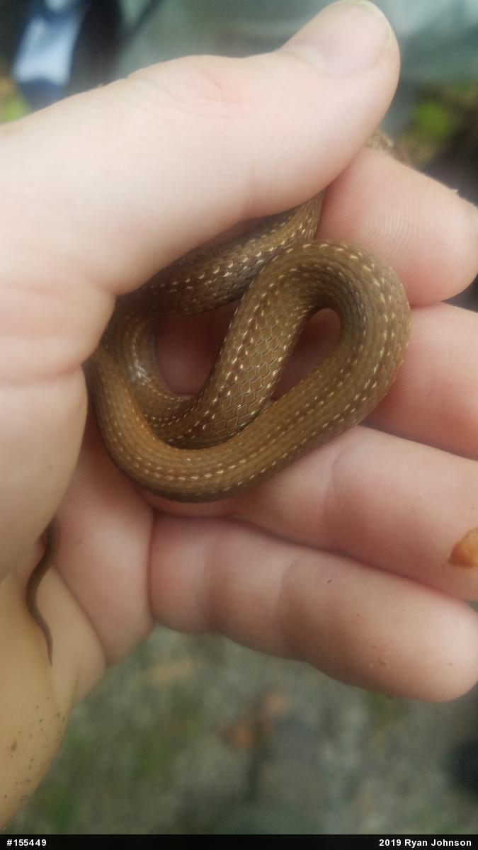 Red-bellied Snake