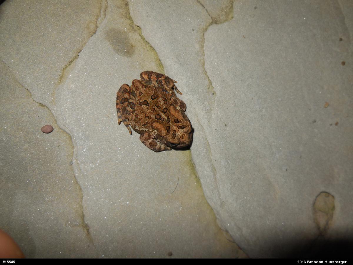 Eastern American Toad