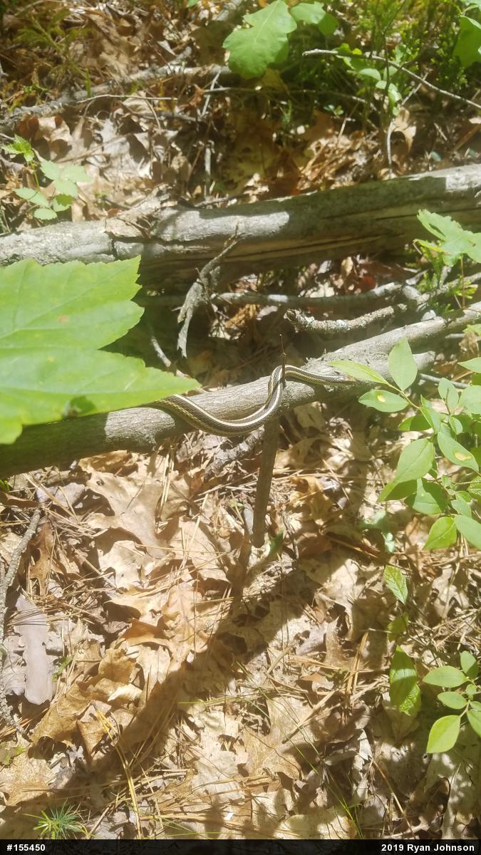 Eastern Ribbonsnake