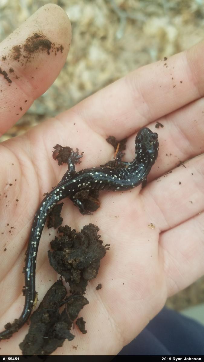 Northern Slimy Salamander