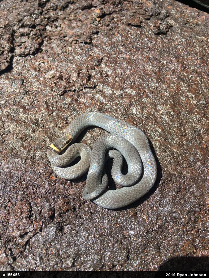 Northern Ring-necked Snake