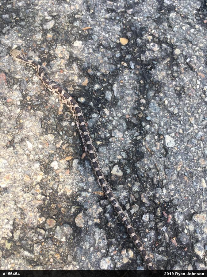 Eastern Ratsnake