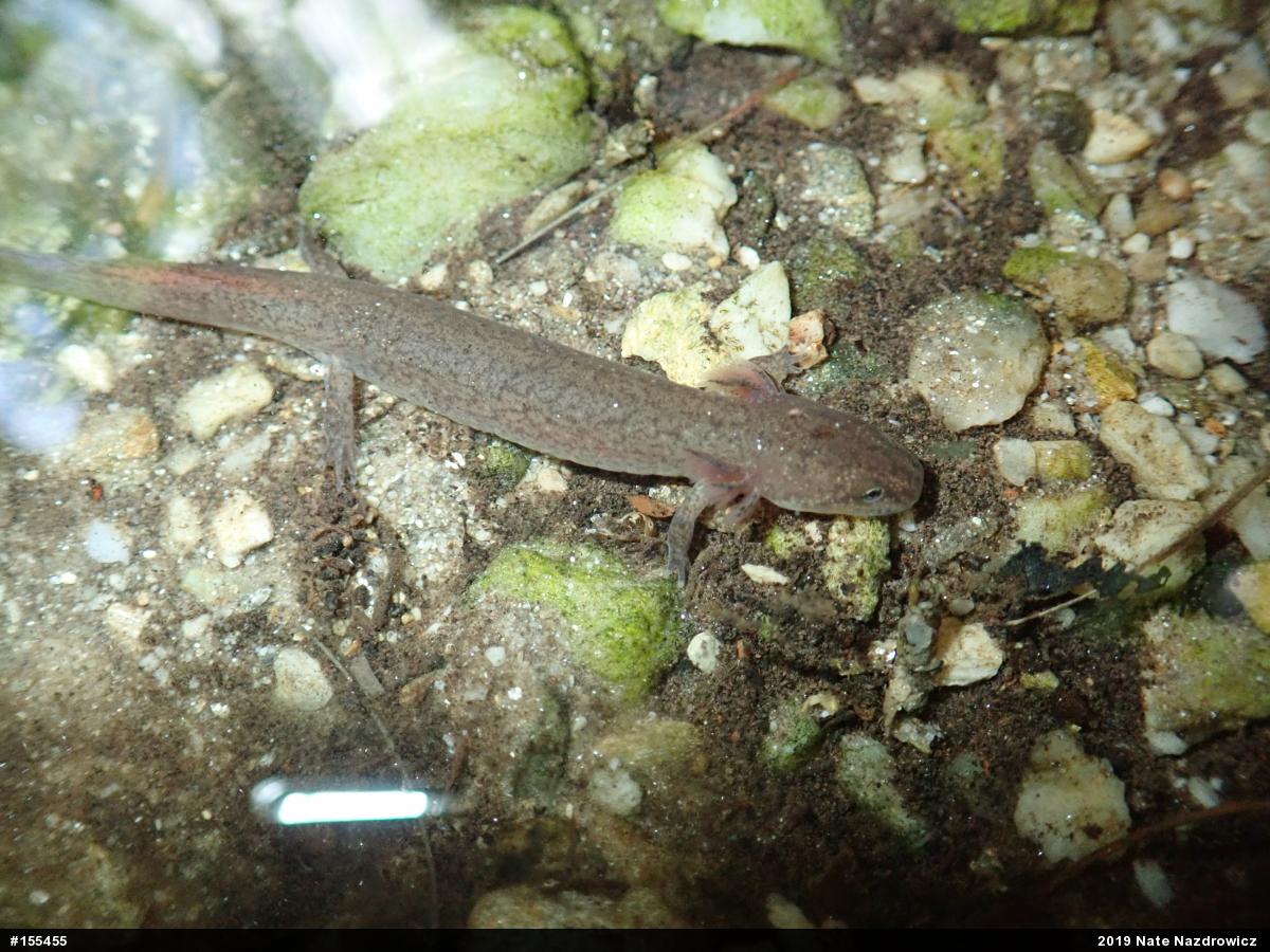 Northern Red Salamander
