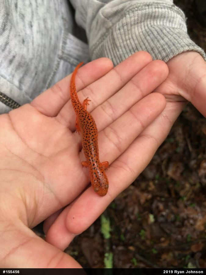 Northern Red Salamander