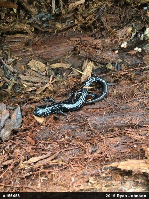 Northern Slimy Salamander