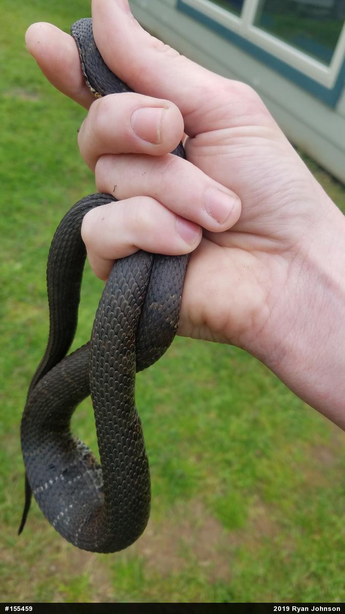 Northern Watersnake