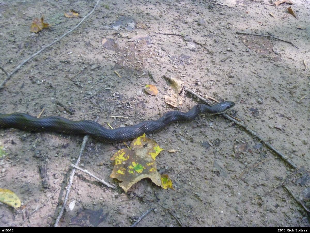 Eastern Ratsnake