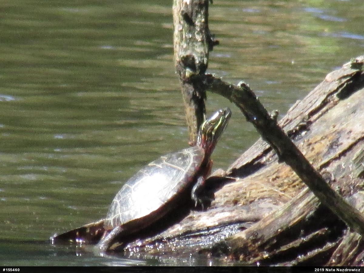 Painted Turtle