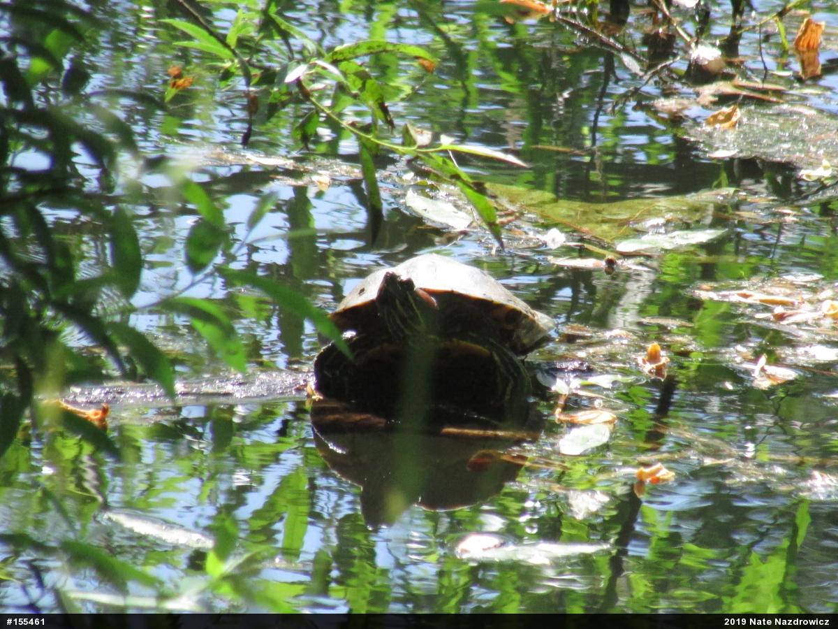 Red-eared Slider