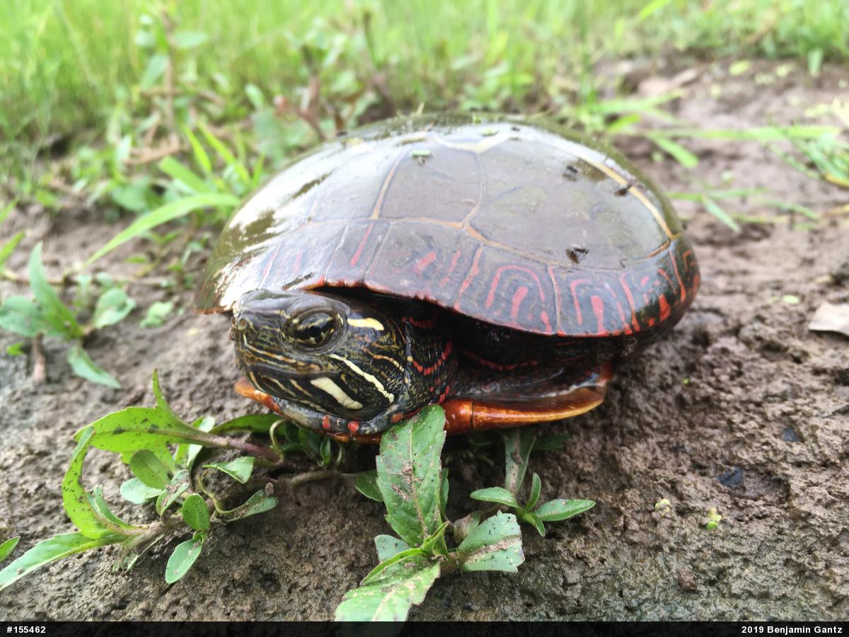 Painted Turtle