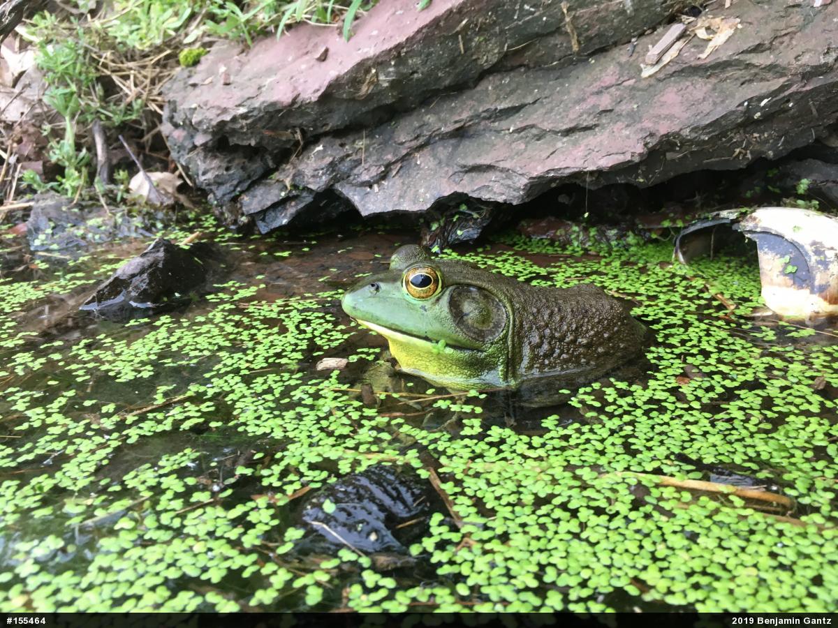 American Bullfrog