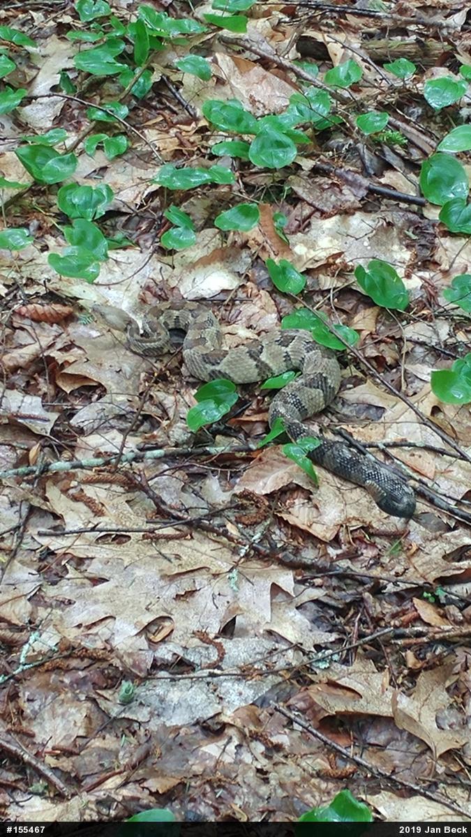 Timber Rattlesnake
