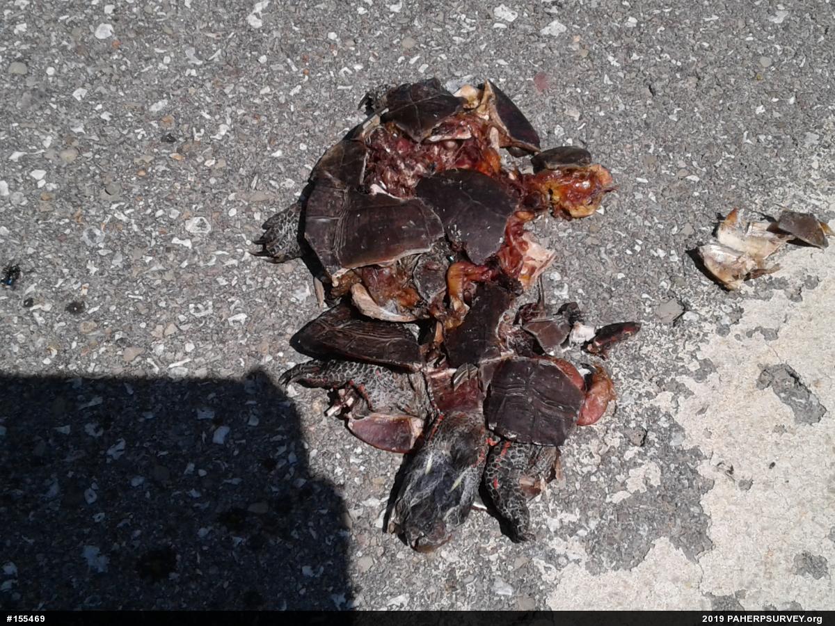 Midland Painted Turtle