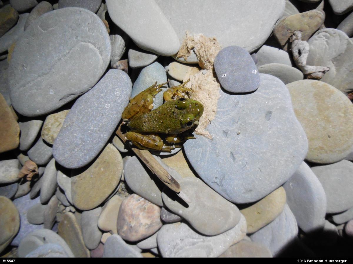 Green Frog